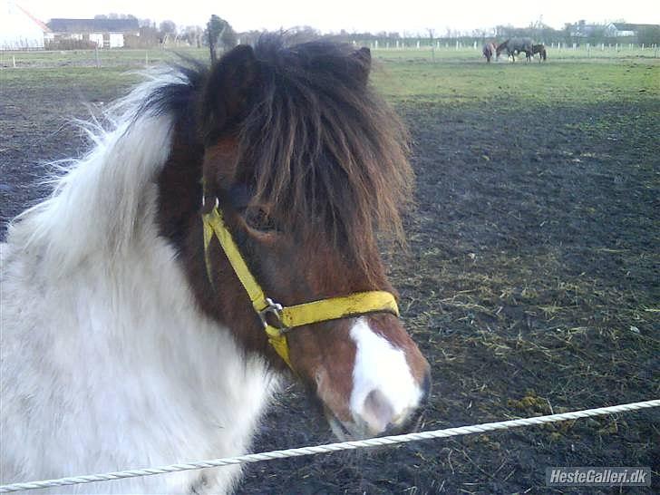 Anden særlig race Indie billede 13