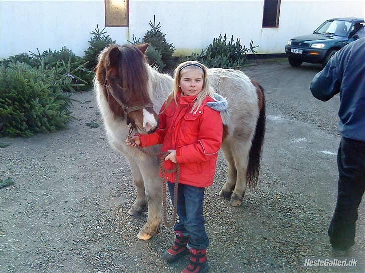 Anden særlig race Indie billede 14