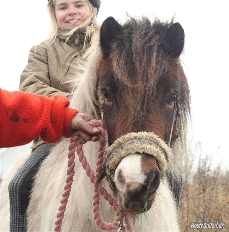 Anden særlig race Indie billede 15