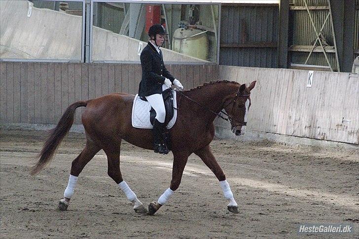 Hannoveraner Orson - LC3. Fotograf: Louise Beck billede 4