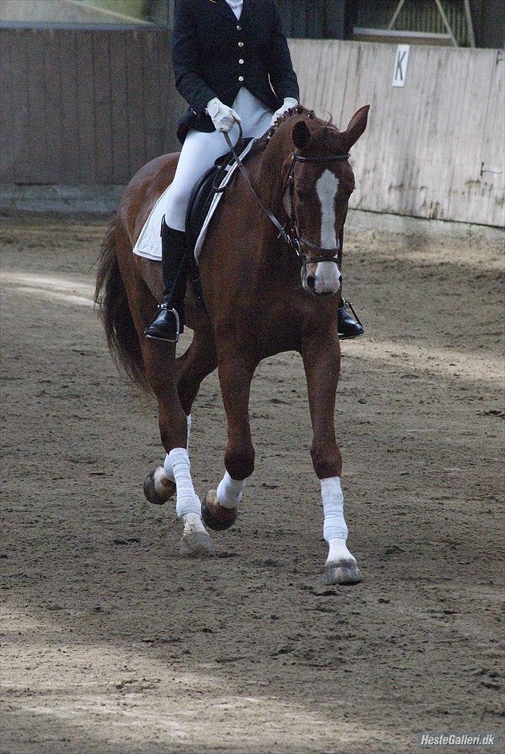 Hannoveraner Orson - LC3. Fotograf: Louise Beck billede 5