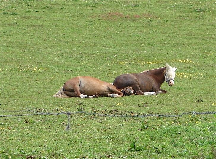 Welsh Mountain (sec A) Mosegaard's Surprice - Surprice og Hope der putter på folden 13/6 - 2011 billede 19