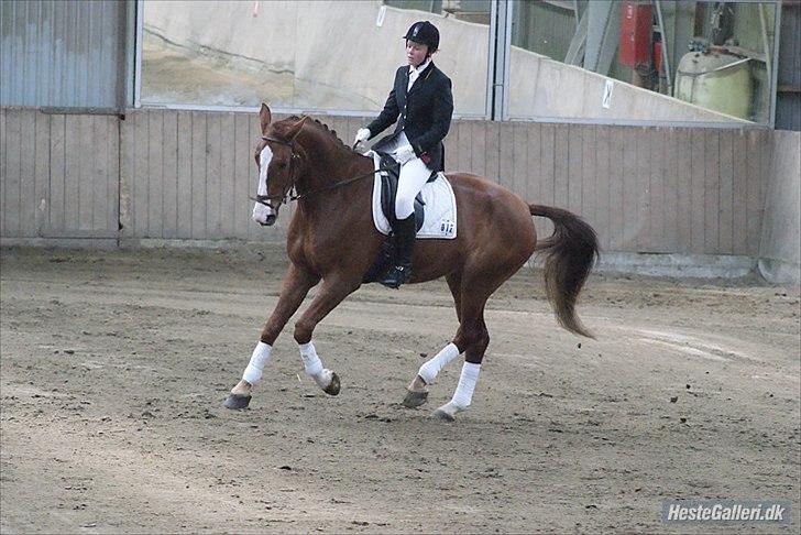 Hannoveraner Orson - LC3. Fotograf: Louise Beck billede 6