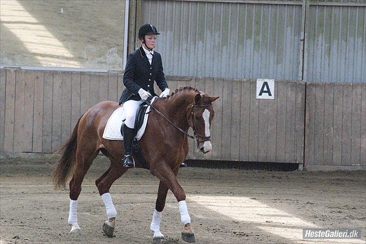 Hannoveraner Orson - LC3. Fotograf: Louise Beck billede 7