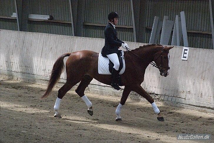 Hannoveraner Orson - LC3. Fotograf: Louise Beck billede 8