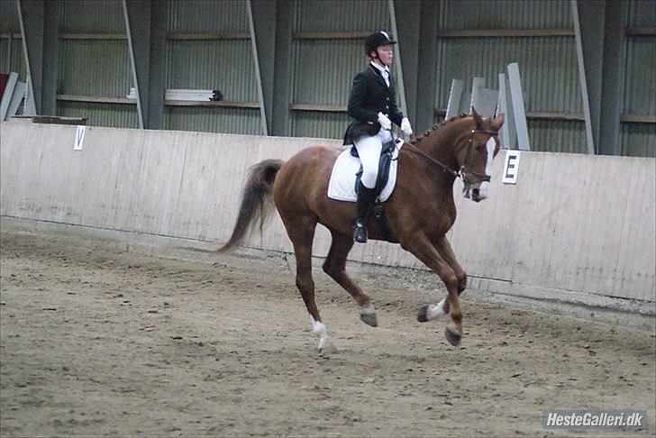 Hannoveraner Orson - LB1. Fotograf: Louise Beck billede 9