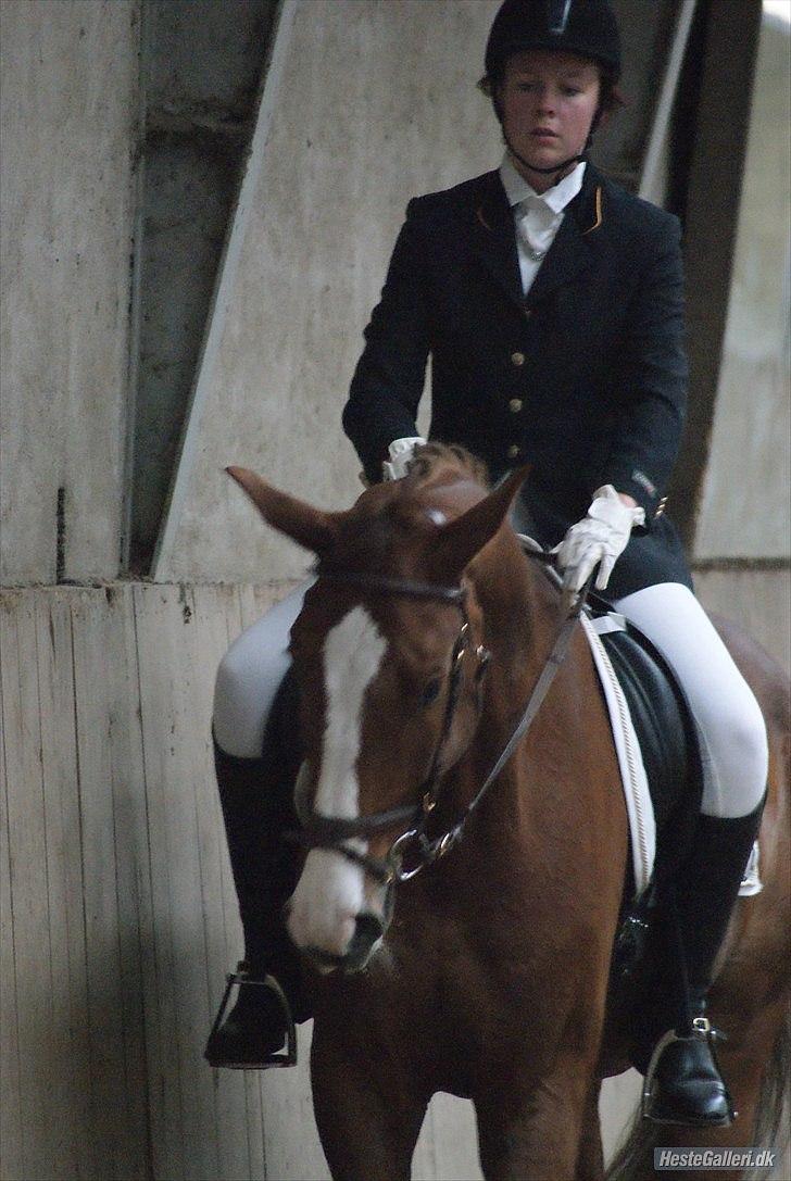 Hannoveraner Orson - LB1. Fotograf: Louise Beck billede 10