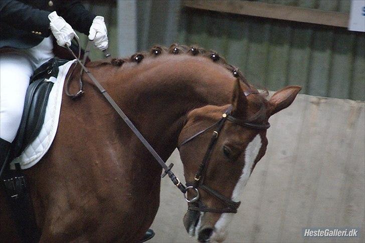 Hannoveraner Orson - LB1. Fotograf: Louise Beck billede 11