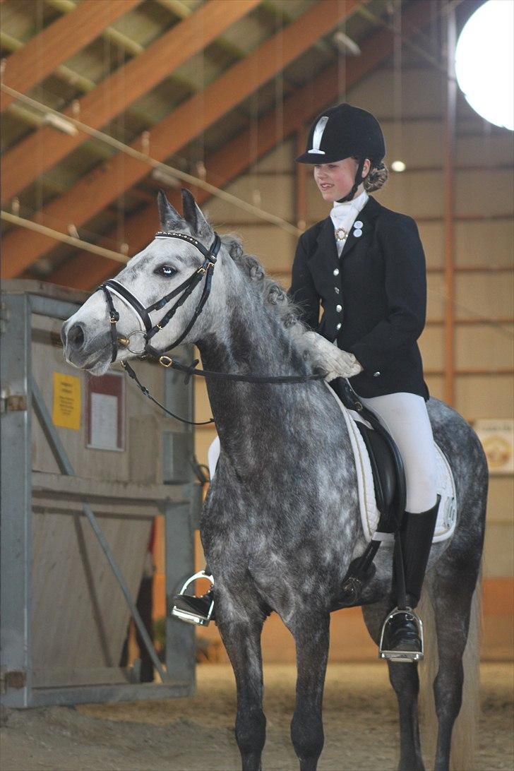 Anden særlig race Pegasus (SOLGT) billede 10