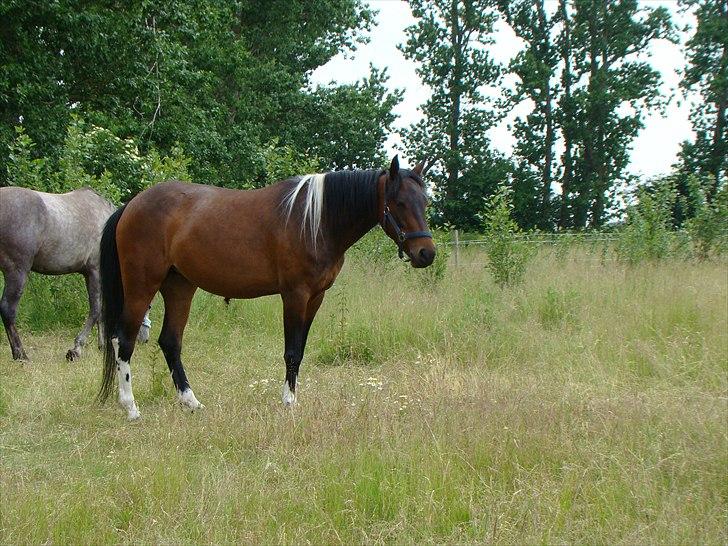 Anden særlig race Jackie´s figther (Flicka) billede 9