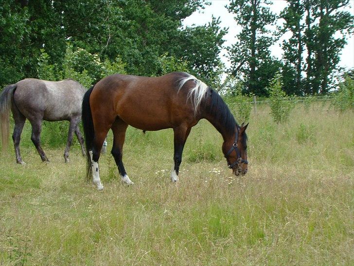 Anden særlig race Jackie´s figther (Flicka) billede 10