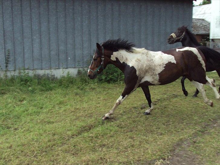 Anden særlig race Jackpot - Jackpot & Latoya flipper sammen :D
Taget af: Mig billede 9