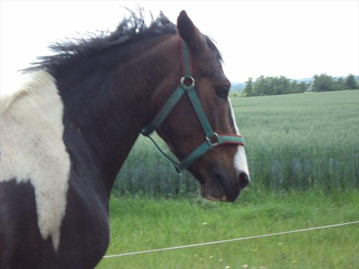 Anden særlig race Jackpot - Spisepause... slut!
Taget af: Mig billede 11