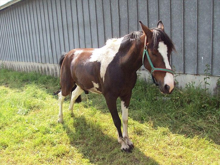 Anden særlig race Jackpot - Tisse, tisse, tisse!
Taget af: Mig billede 13