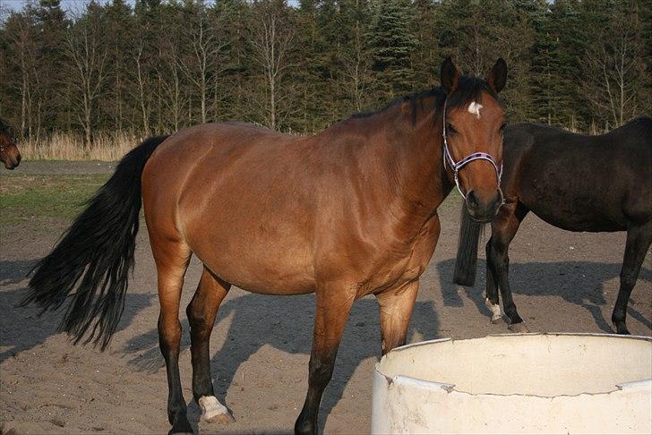 Dansk Varmblod Cassiopeia † - Cassi i Maj 2011, ca 1 mdr fra termin <3 billede 4