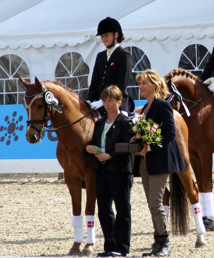 Hollandsk Sportspony Lasco A-pony  (SOLGT)  billede 3