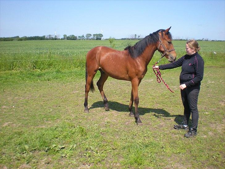 Anden særlig race Stald carola´s  cassidy  Solgt - 1 år og 25 dage.  billede 1