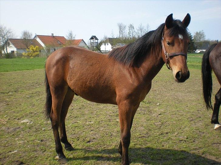 Anden særlig race Stald carola´s  cassidy  Solgt billede 18