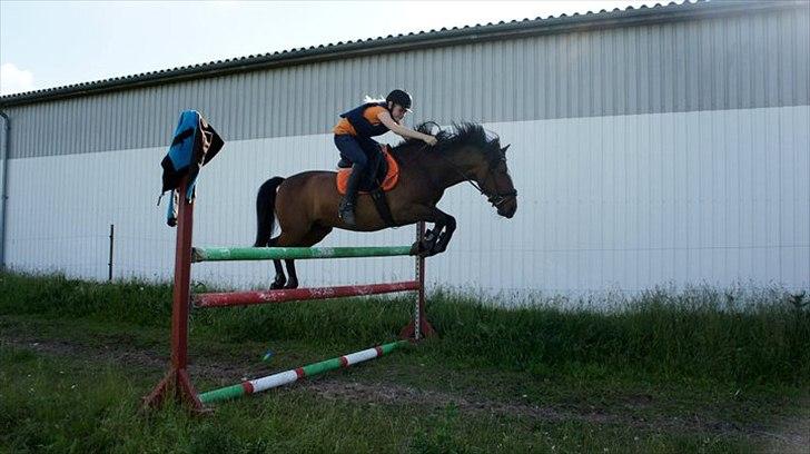 New Forest Mastwood Honeymoon - Springtræning 1,15cm - meget uheldigt vuderet af mig selv, men ja.. han nailer den alligevel :b 2011 billede 12