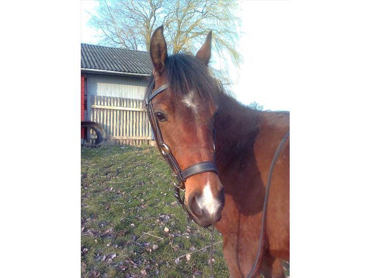 {{currentPhoto.altText}} billede {{currentPhoto.number}}