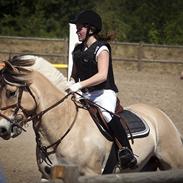 Fjordhest Campari - *JYSKMESTER 2011* SOLGT 