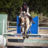 Fjordhest Campari - *JYSKMESTER 2011* SOLGT 