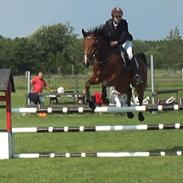 Dansk Varmblod Calibro