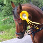 Anden særlig race Sunshine solgt:-(