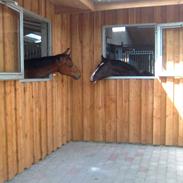 New Forest Moorhill's Murdock