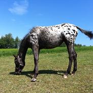 Knabstrupper Pernille