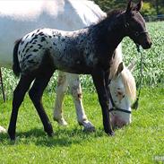 Knabstrupper Pernille