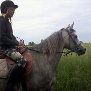 Arabisk fuldblod (OX) Jerome milano