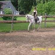 Arabisk fuldblod (OX) Frydenlund's Equador