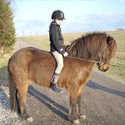 Islænder Fafnir fra Dyssemosen