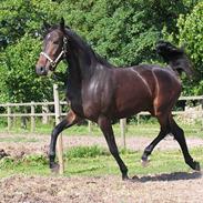 Dansk Varmblod Donna Escada