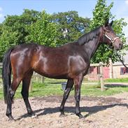 Dansk Varmblod Donna Escada