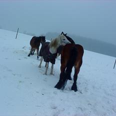 Anden særlig race Juli