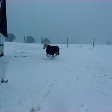 Anden særlig race Juli