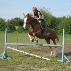 Dansk Varmblod Engskovgård´s albinoni