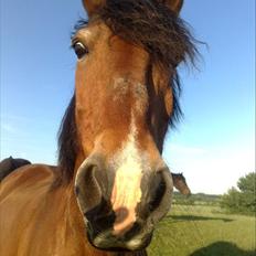 Anden særlig race Tobias