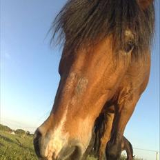 Anden særlig race Tobias