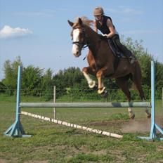 Dansk Varmblod Engskovgård´s albinoni