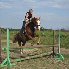 Dansk Varmblod Engskovgård´s albinoni