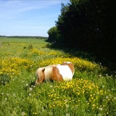 Shetlænder Skovgaardens Findus