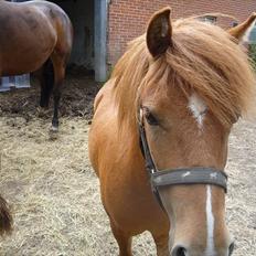 Anden særlig race flika 