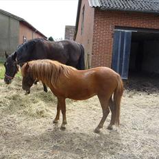 Anden særlig race flika 