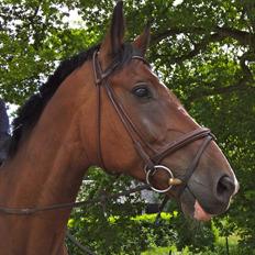 Hollandsk Varmblod Idol 