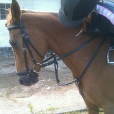 New Forest Jolly's Tanya *solgt*