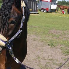 Dartmoor Innis Natron