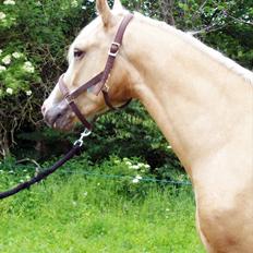 Palomino Kvolsbæks New Nirvana